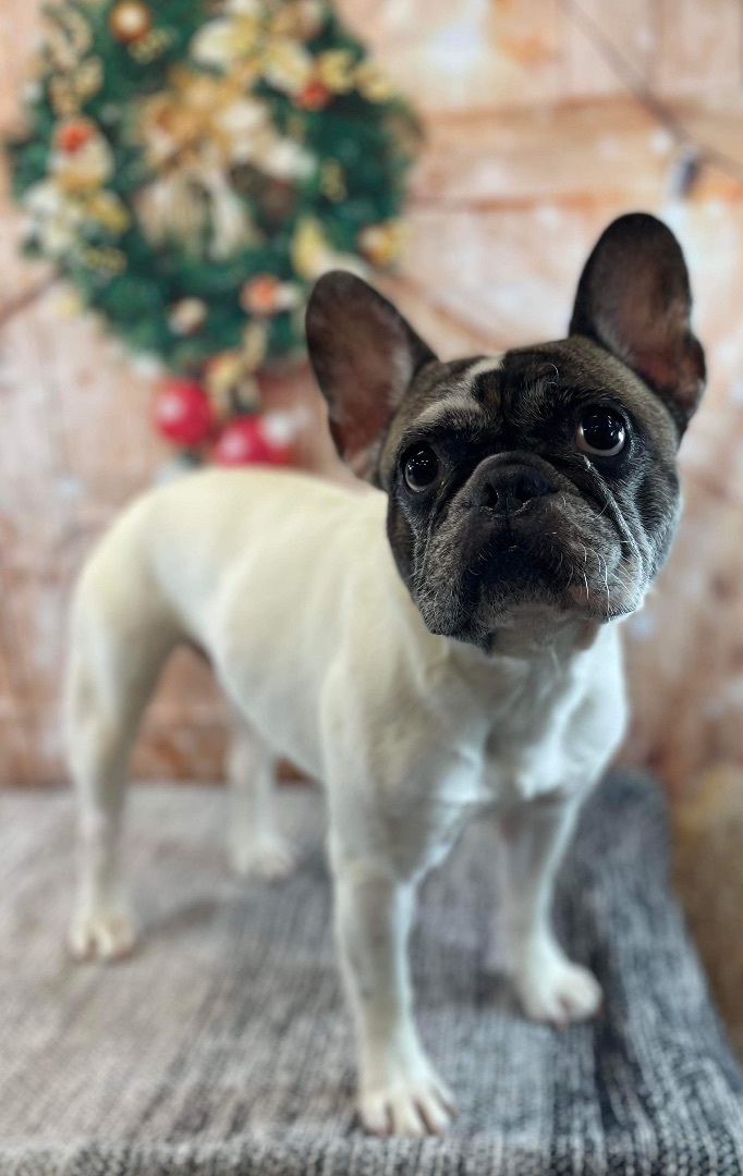 Araya Hope, Adopted, Adult Female French Bulldog.