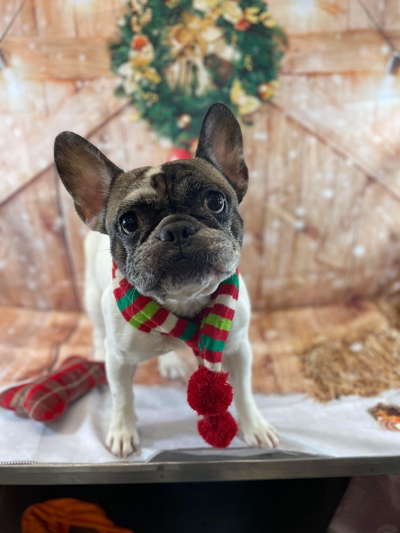 Enlarge Araya Hope, a Adopted French Bulldog in Grayson, GA image 2/5