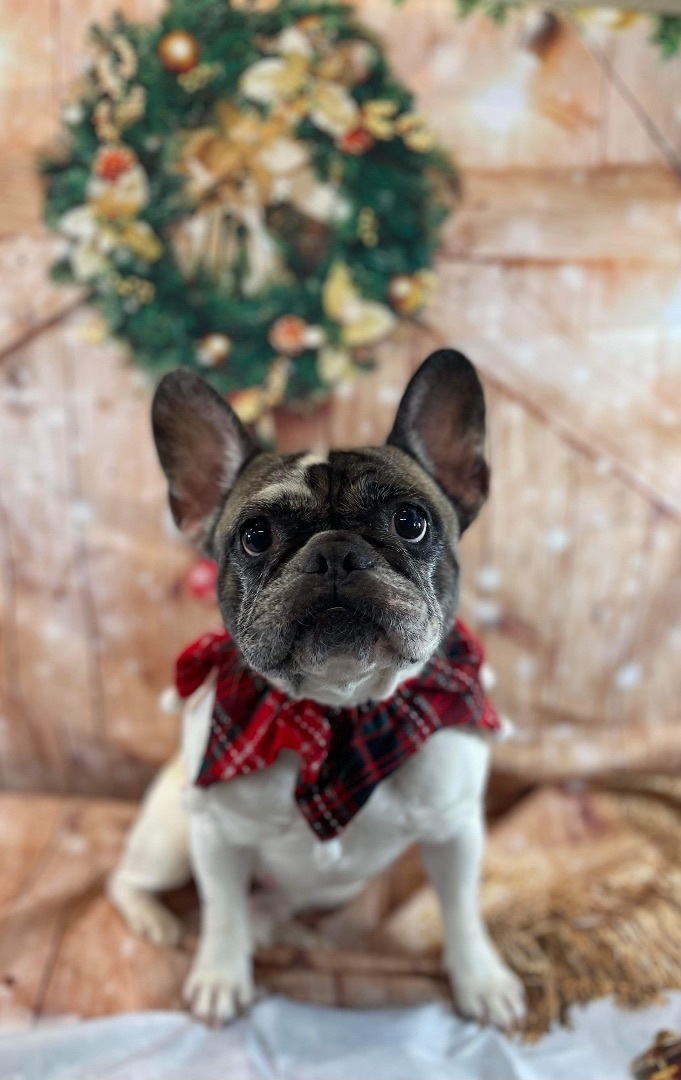 Enlarge Araya Hope, a Adopted French Bulldog in Grayson, GA image 4/5