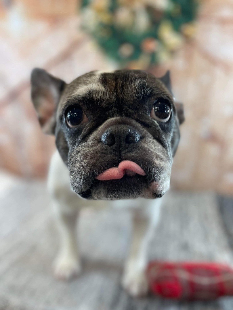 Enlarge Araya Hope, a Adopted French Bulldog in Grayson, GA image 5/5