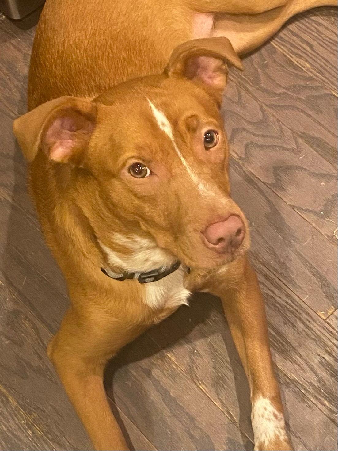 Campbell, Adoptable, Adult Female Terrier.