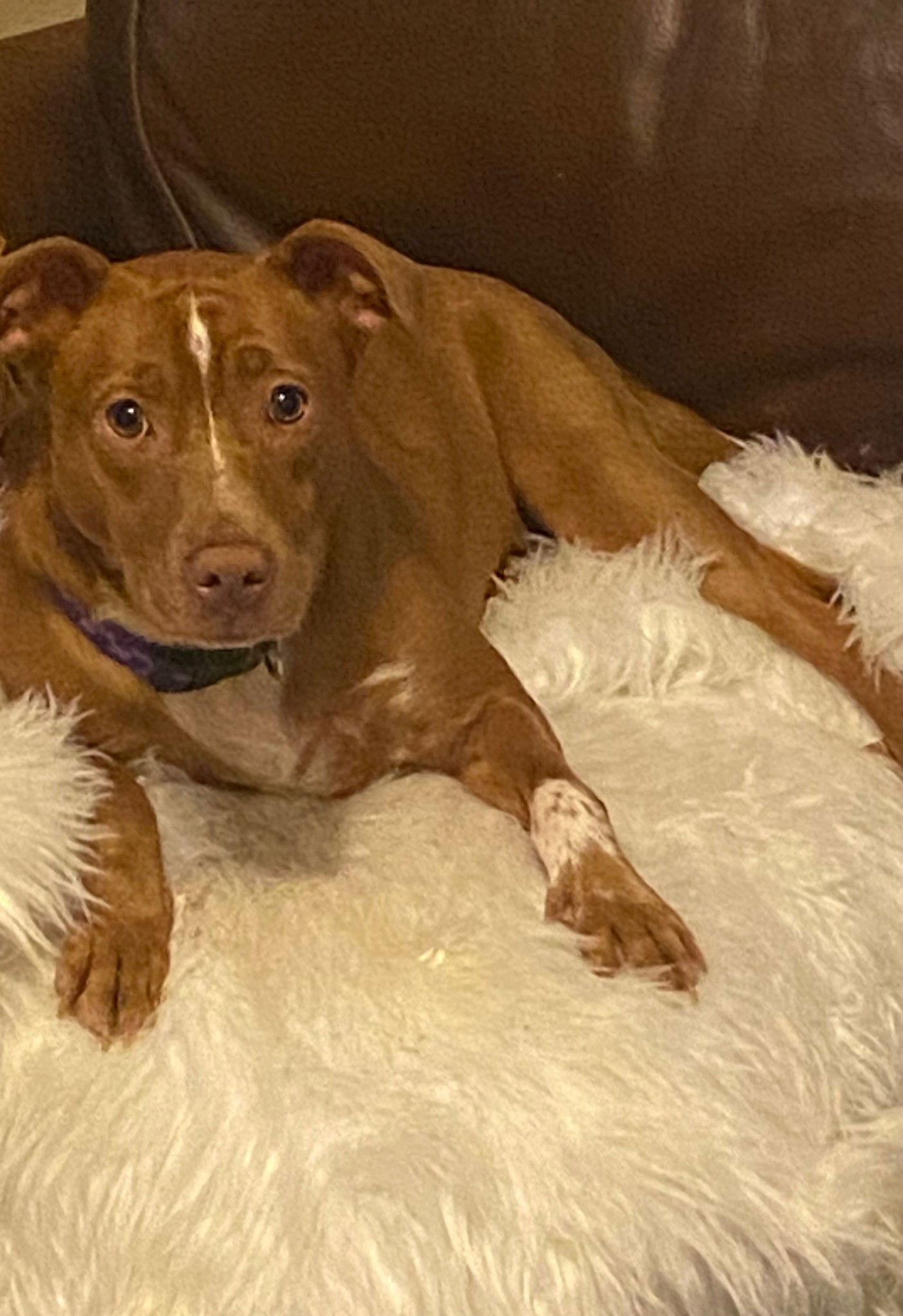 Campbell, Adoptable, Adult Female Terrier.