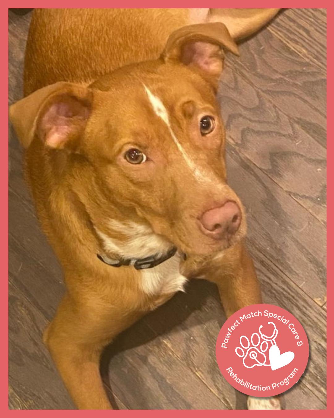 Enlarge Campbell, a Adoptable Terrier in Holly Springs, NC image 3/3