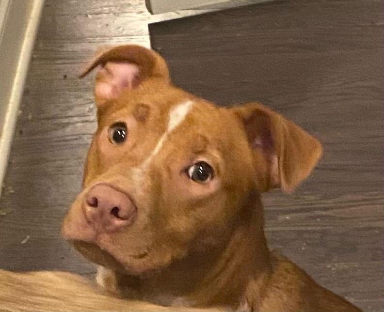 Campbell, a Adoptable Terrier in Holly Springs, NC image 3/6