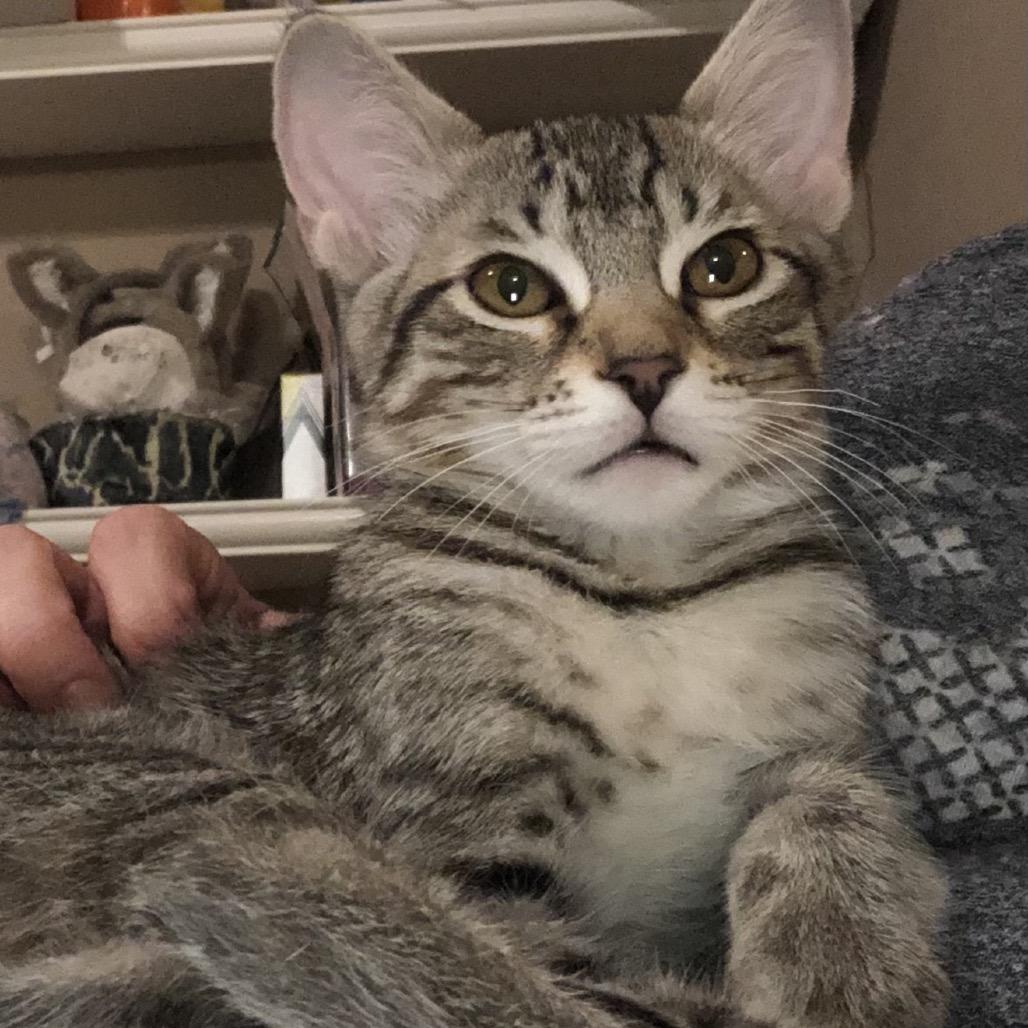 Uno, Adoptable, Kitten Female Domestic Short Hair.