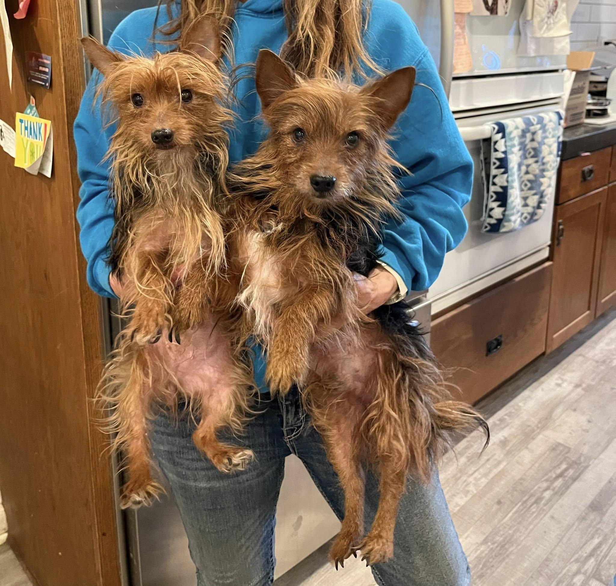 Enlarge Yorkie male, a ADOPTABLE Yorkshire Terrier in Agua Dulce, CA image 2/3