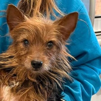 Yorkie male, ADOPTABLE, Adult Male Yorkshire Terrier.