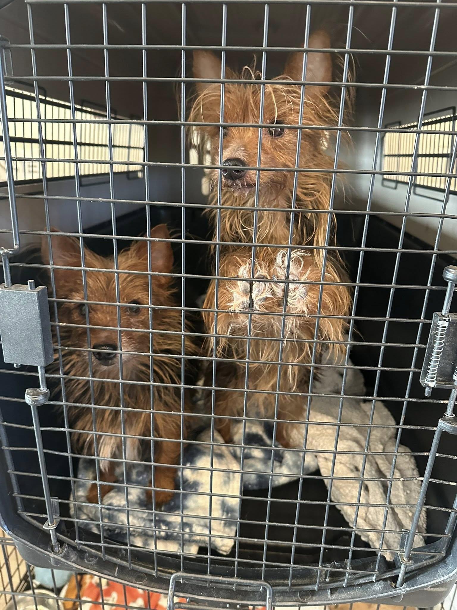 Enlarge Yorkie male, a ADOPTABLE Yorkshire Terrier in Agua Dulce, CA image 3/3