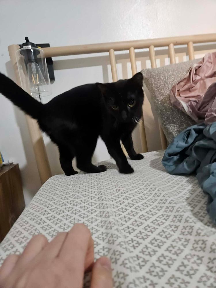 Enlarge Clyde, a Adoptable Domestic Short Hair in Salisbury, NC image 1/2