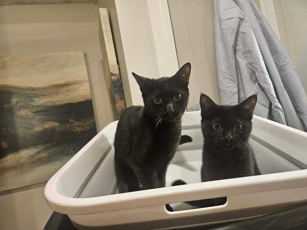 Enlarge Clyde, a Adoptable Domestic Short Hair in Salisbury, NC image 2/2