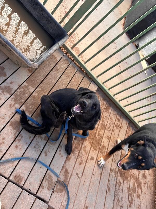 Babs, Adoptable, Adult Male Mixed Breed.