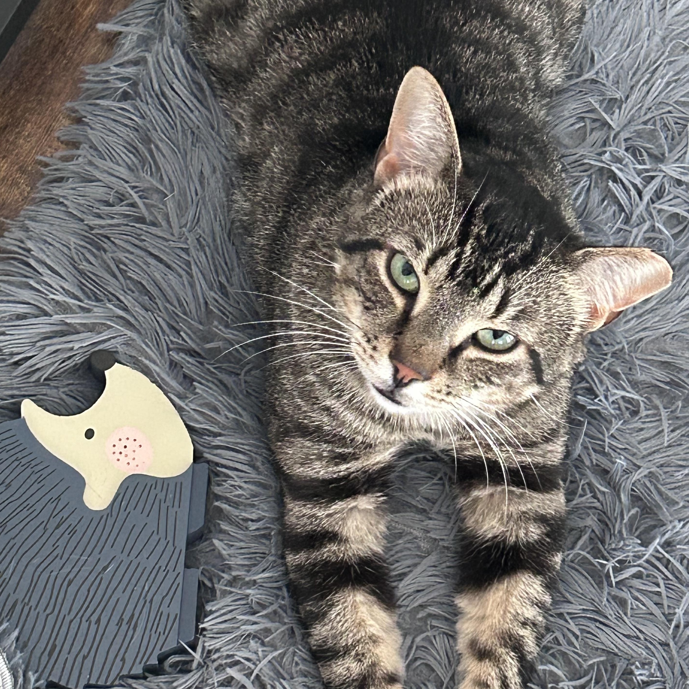 Enlarge Gunther, a Adoptable Domestic Short Hair in Sayville, NY image 2/5