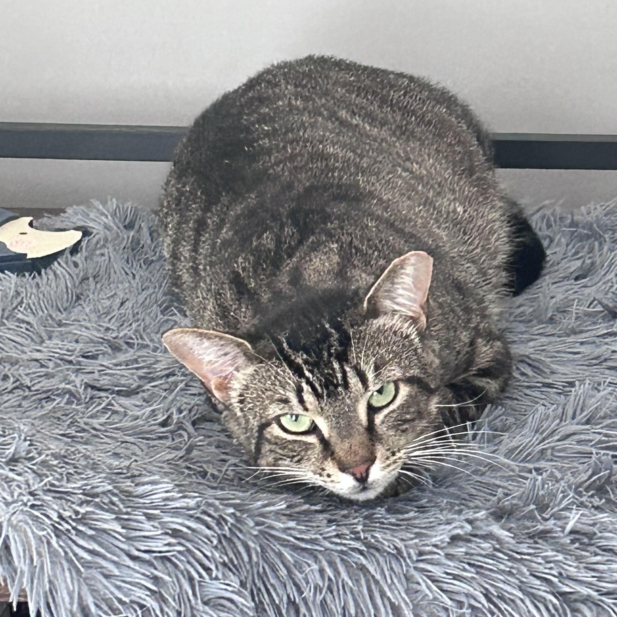 Enlarge Gunther, a Adoptable Domestic Short Hair in Sayville, NY image 3/5