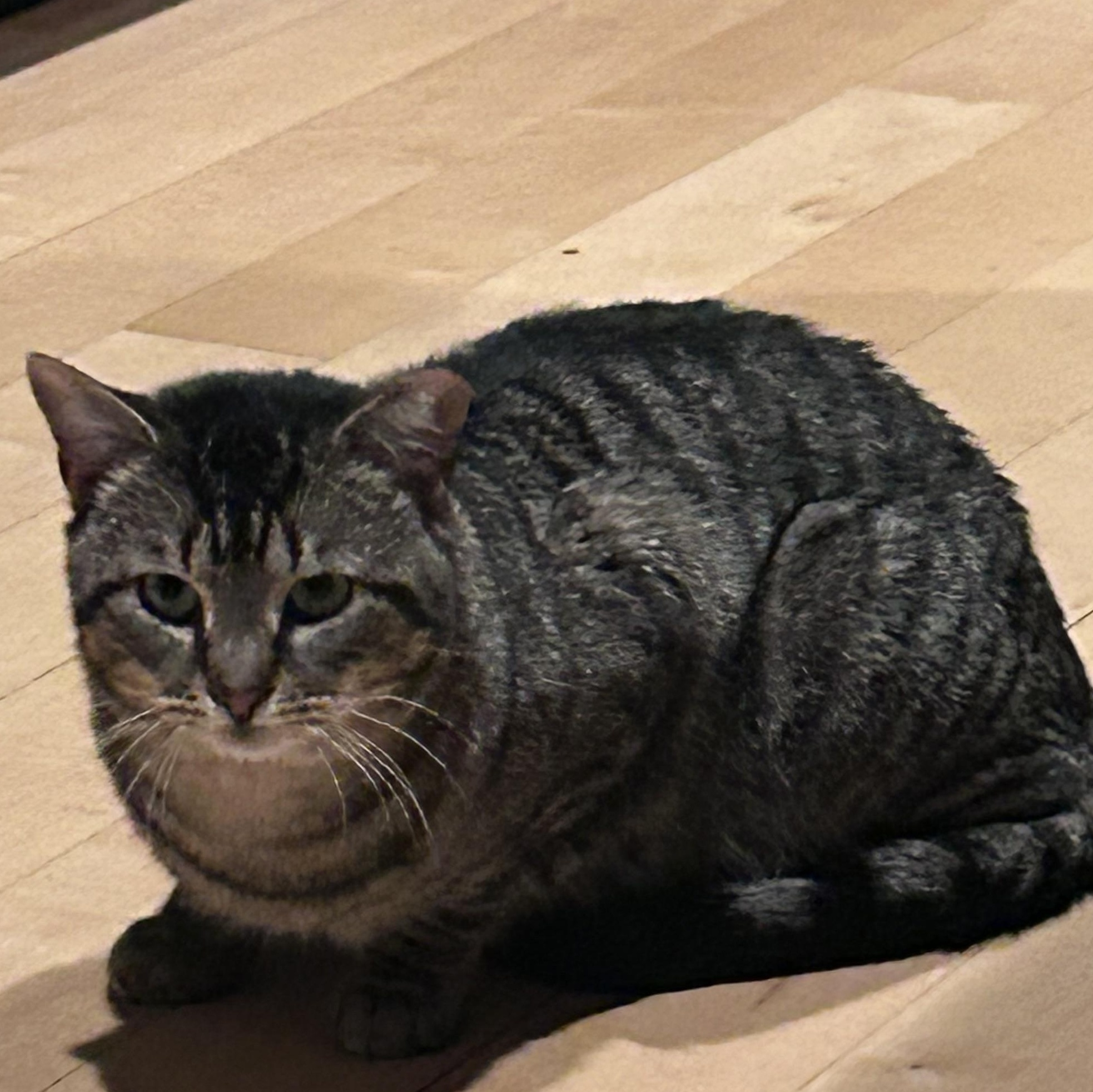 Enlarge Gunther, a Adoptable Domestic Short Hair in Sayville, NY image 4/5