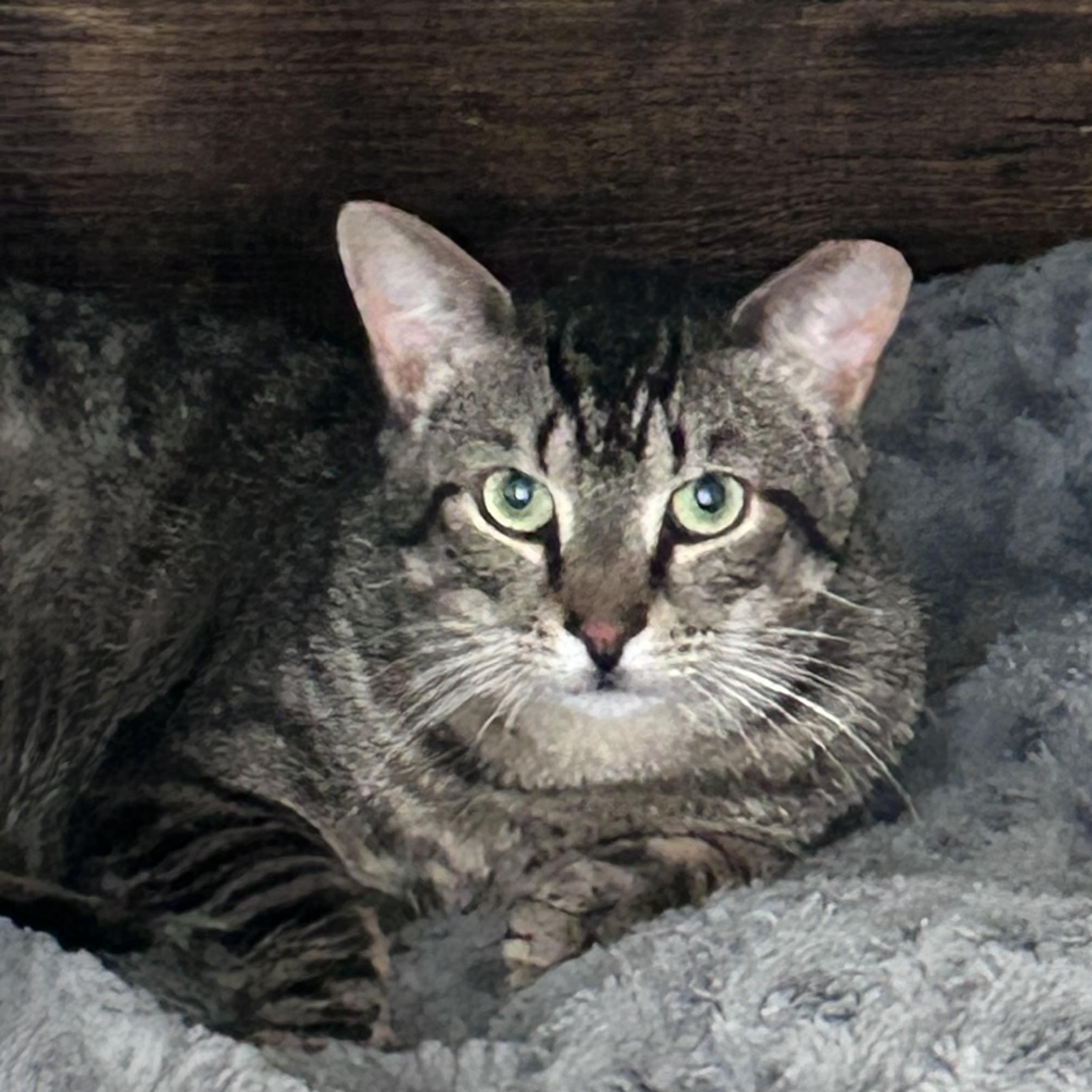 Enlarge Gunther, a Adoptable Domestic Short Hair in Sayville, NY image 5/5