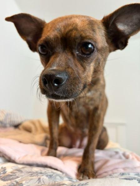 Enlarge Juju Bee, an adopted mixed breed in Putnam, CT image 2/6