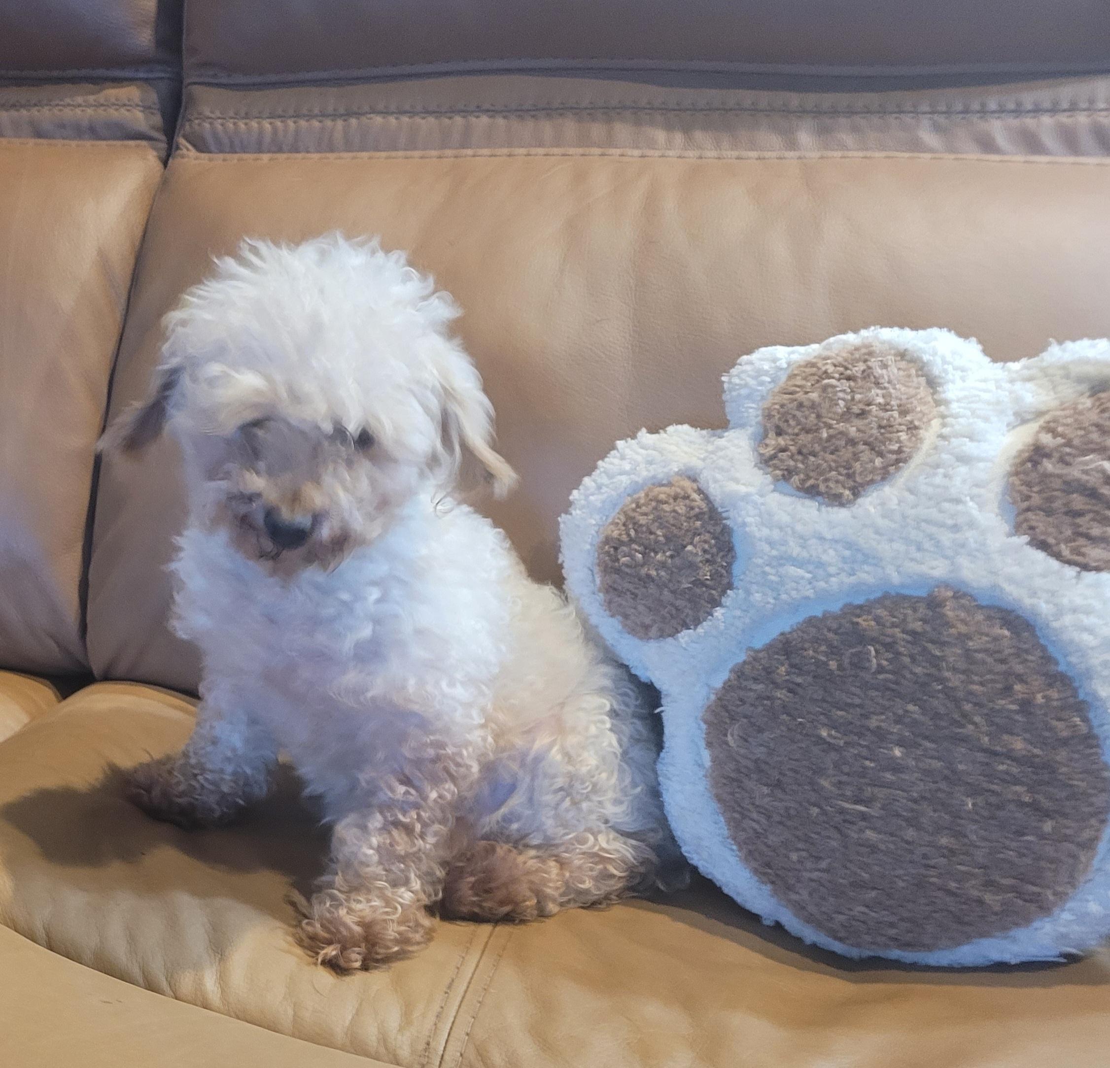 Peanut, adoptable, Adult Male Poodle (Toy).