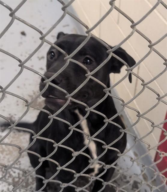 Enlarge ODESSA, a Adoptable mixed breed in Anchorage, AK image 1/1