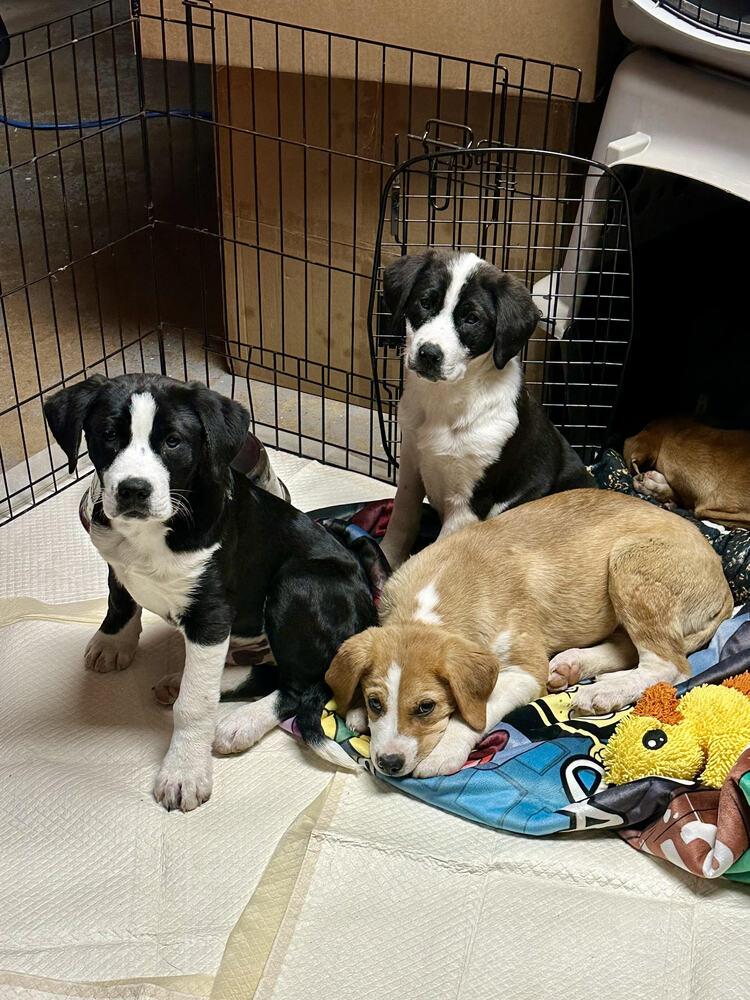 MUFFIN, Adoptable, Puppy Male Australian Cattle Dog / Blue Heeler & Great Pyrenees.