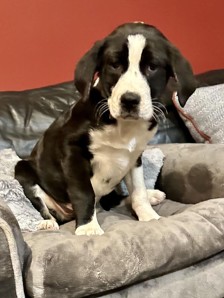 MUFFIN, a Adoptable mixed breed in Milton, GA image 2/6