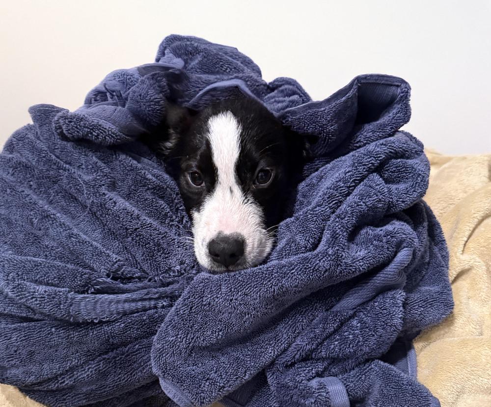 MUFFIN, a Adoptable mixed breed in Milton, GA image 3/6