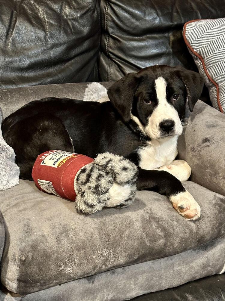 MUFFIN, a Adoptable mixed breed in Milton, GA image 4/6