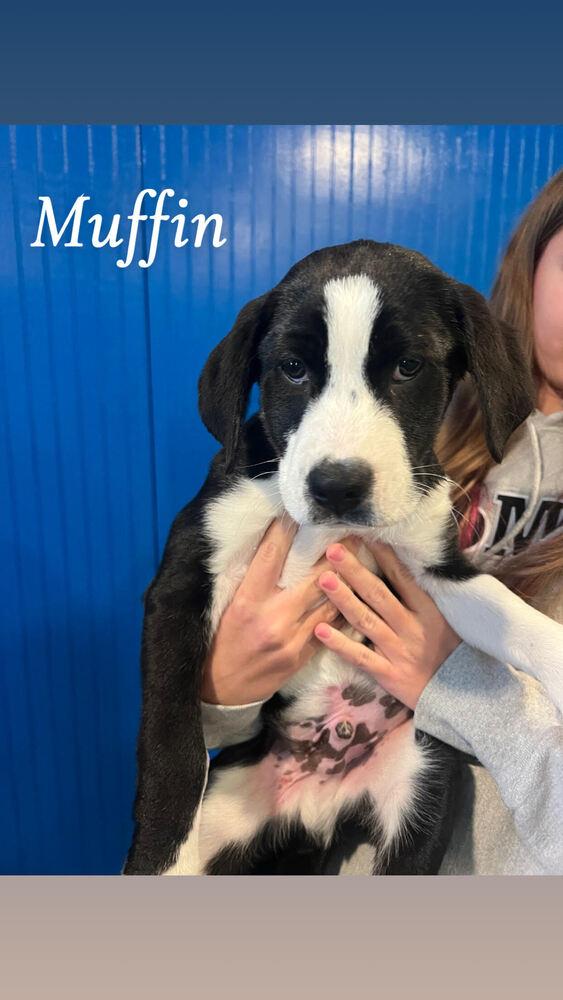 MUFFIN, a Adoptable mixed breed in Milton, GA image 5/6