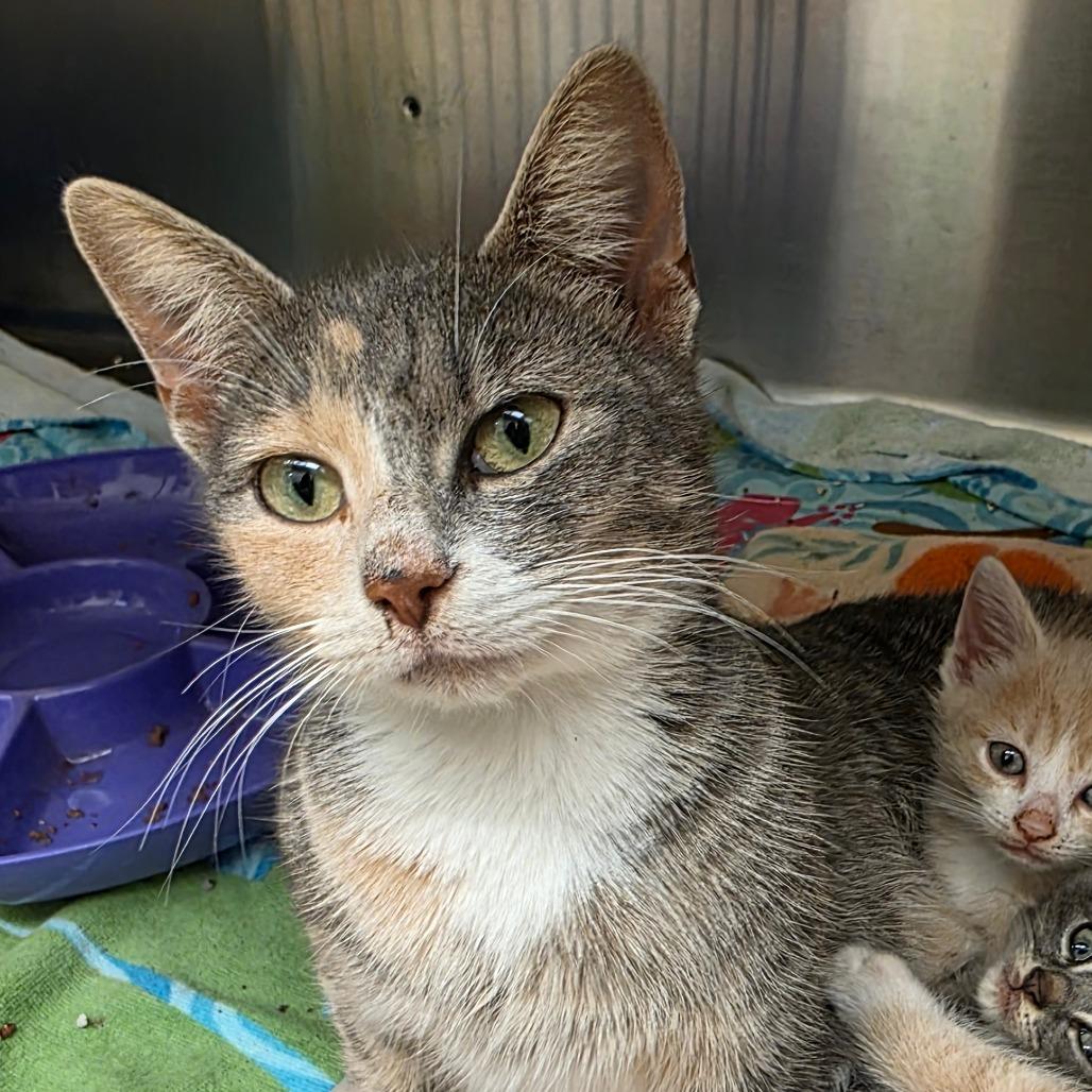 Enlarge Gilda, a Adoptable Domestic Medium Hair in Newport News, VA image 1/3