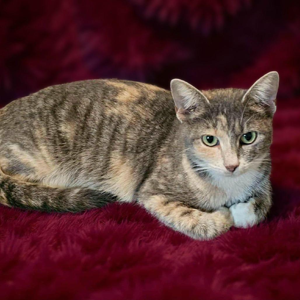 Enlarge Gilda, a Adoptable Domestic Medium Hair in Newport News, VA image 3/3