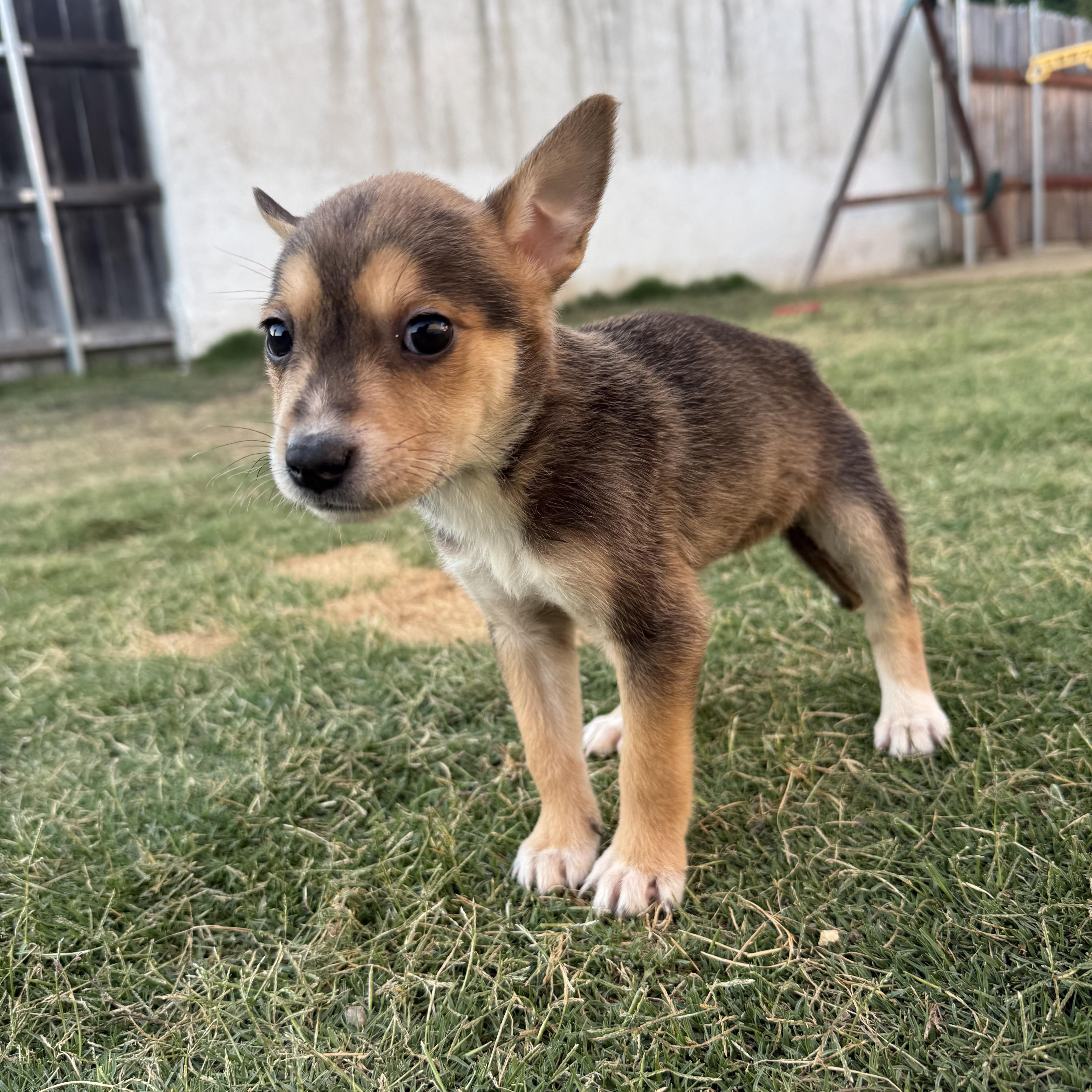 Enlarge Orzo, an adopted mixed breed in Sun Valley, CA image 2/3