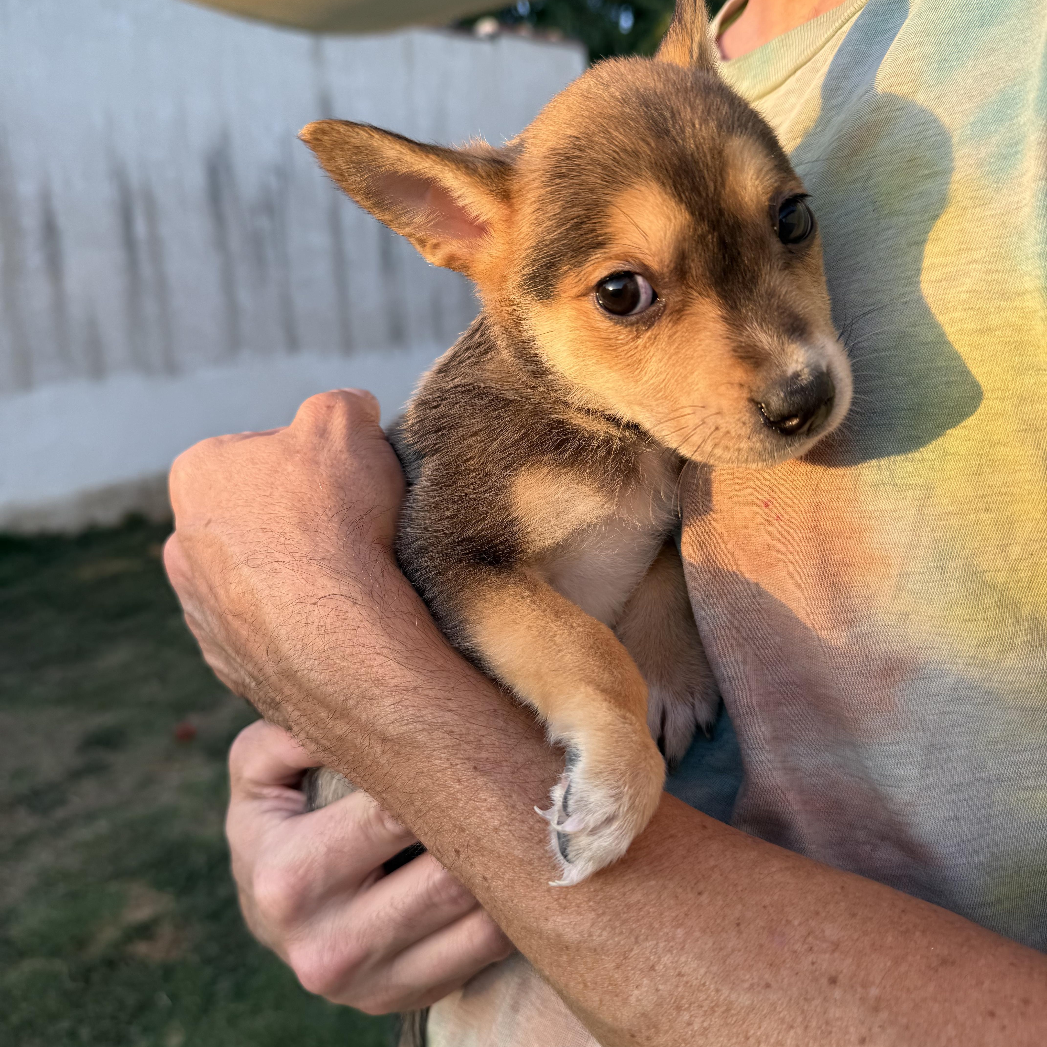 Enlarge Orzo, an adopted mixed breed in Sun Valley, CA image 3/3