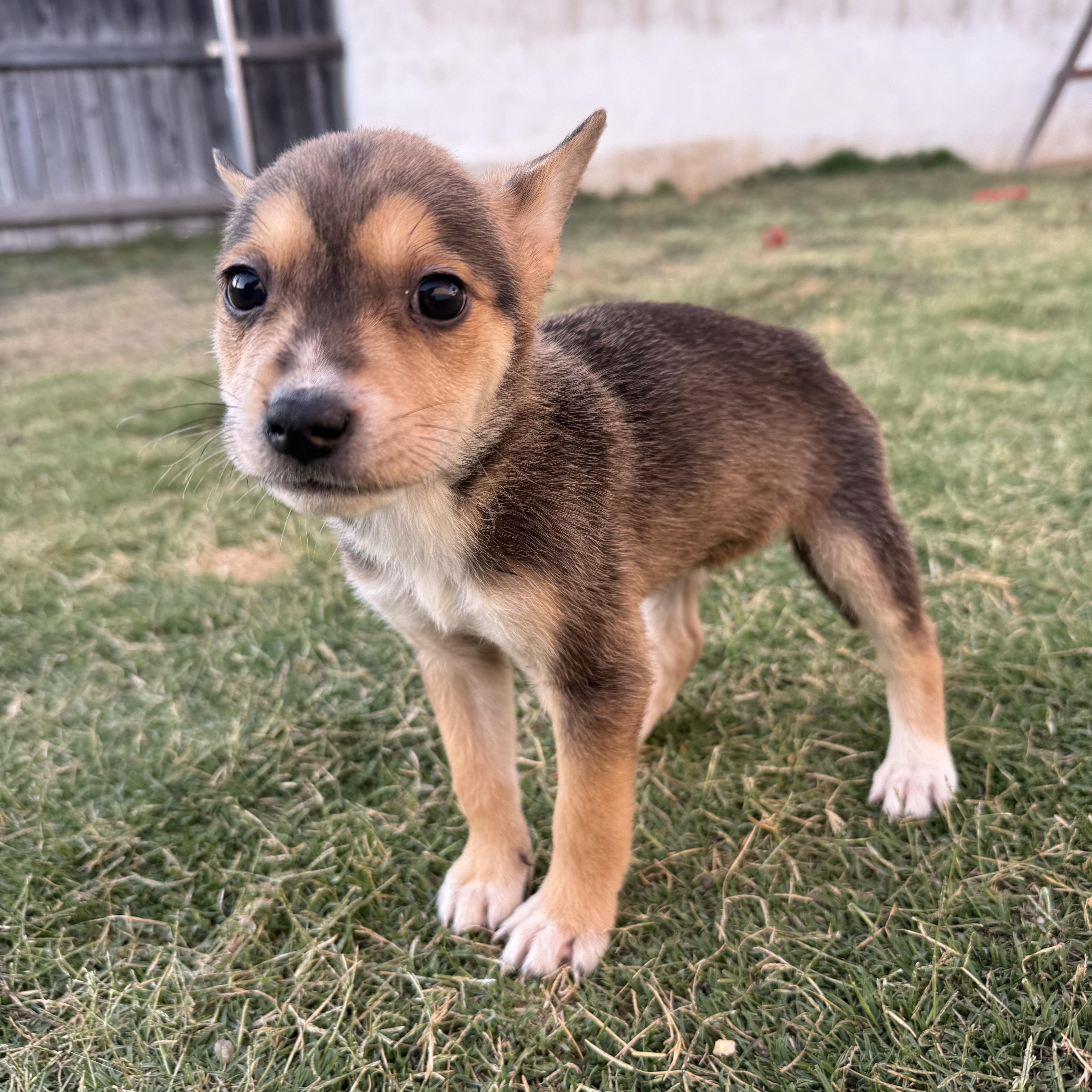 Enlarge Orzo, an adopted mixed breed in Sun Valley, CA image 1/3