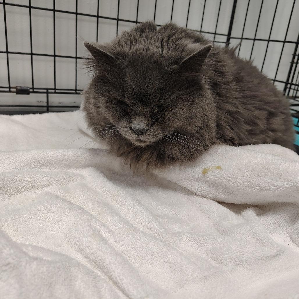 Precious, Adoptable, Adult Female Domestic Long Hair.