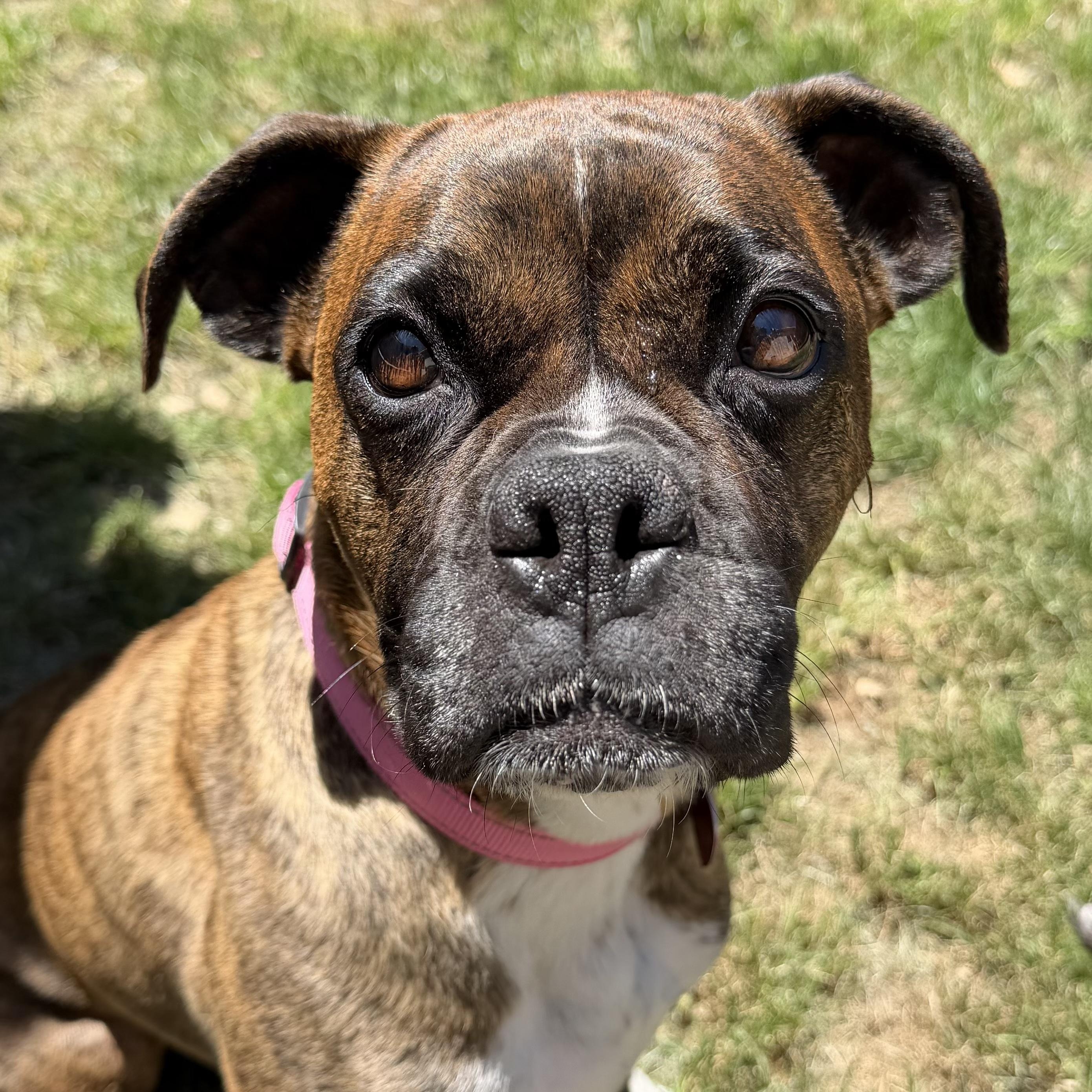 Penny, adopted, Adult Female Boxer.