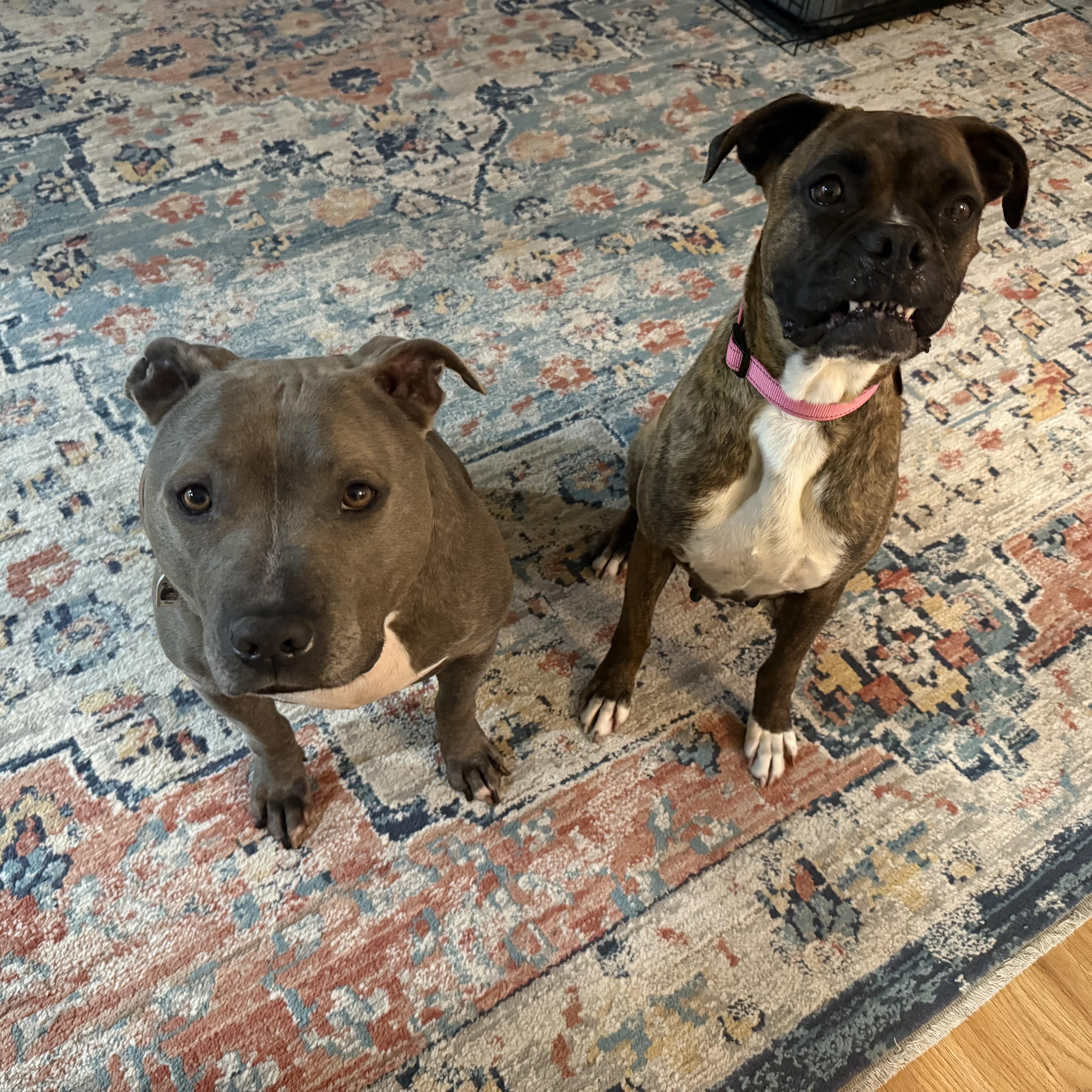 Enlarge Penny, a ADOPTABLE mixed breed in Pleasanton, CA image 6/6