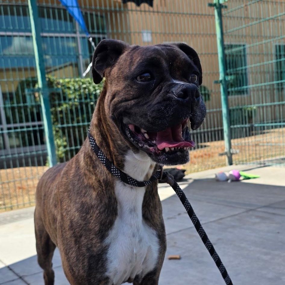 Enlarge Penny, a ADOPTABLE mixed breed in Pleasanton, CA image 2/6