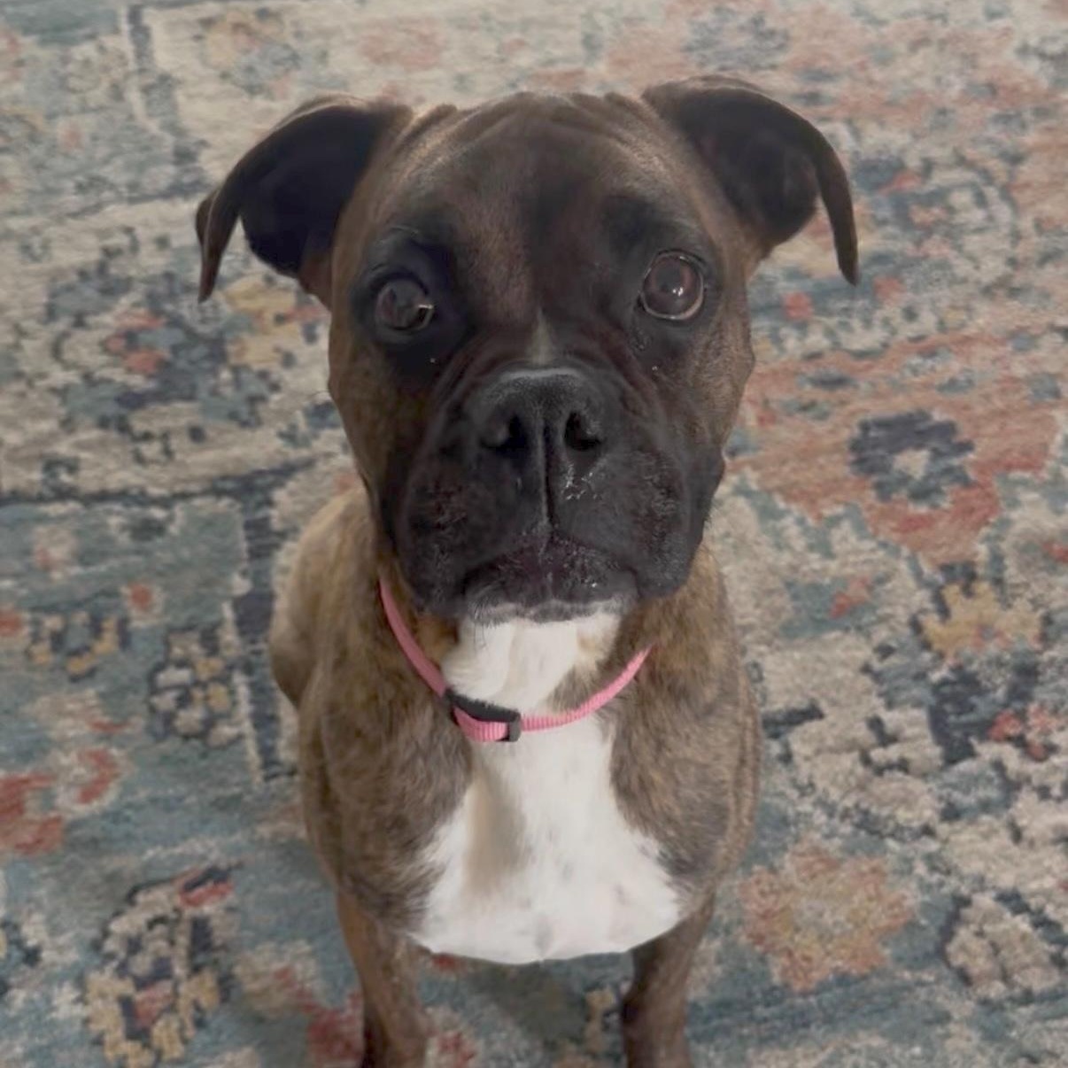 Enlarge Penny, a ADOPTABLE mixed breed in Pleasanton, CA image 1/6