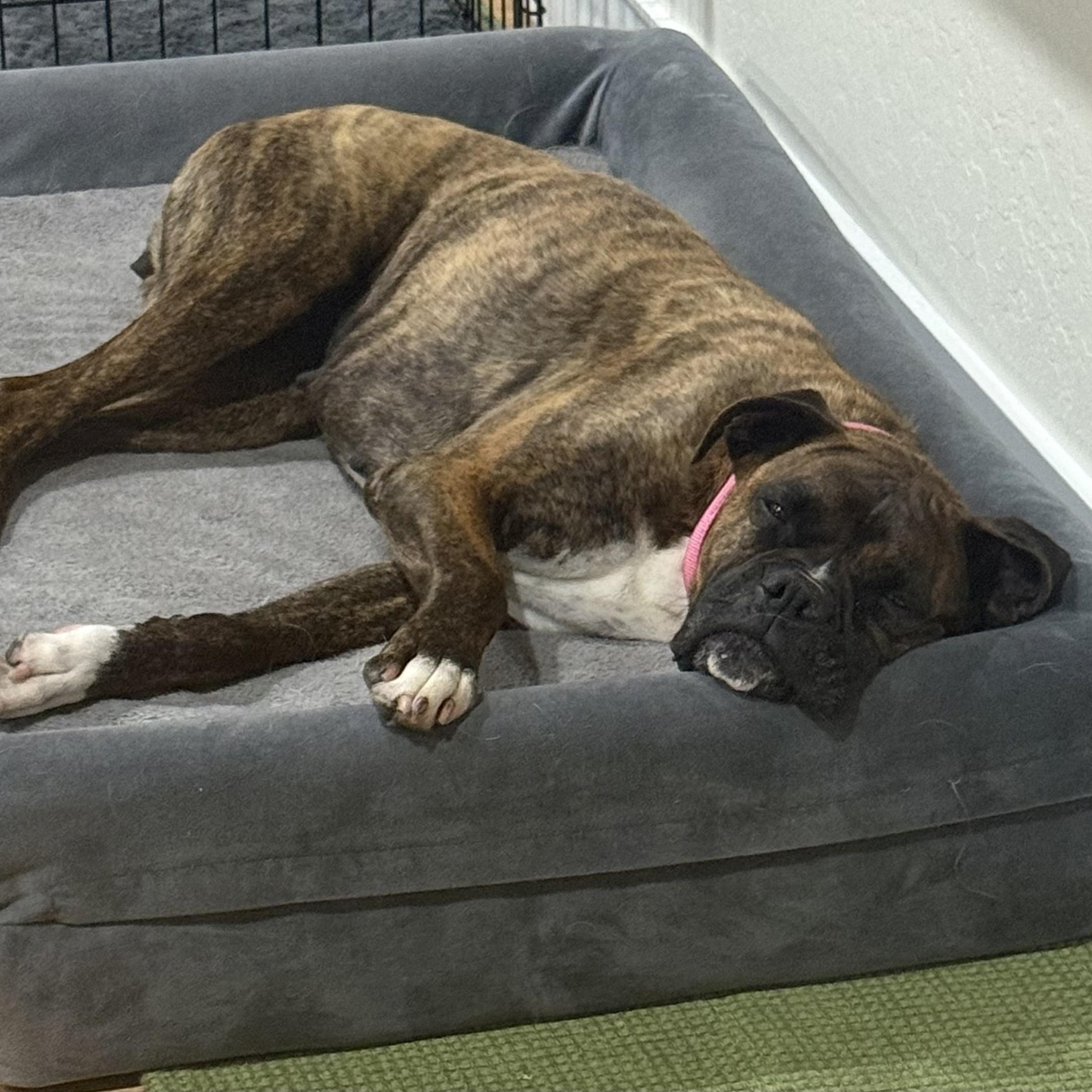 Enlarge Penny, a ADOPTABLE mixed breed in Pleasanton, CA image 4/6