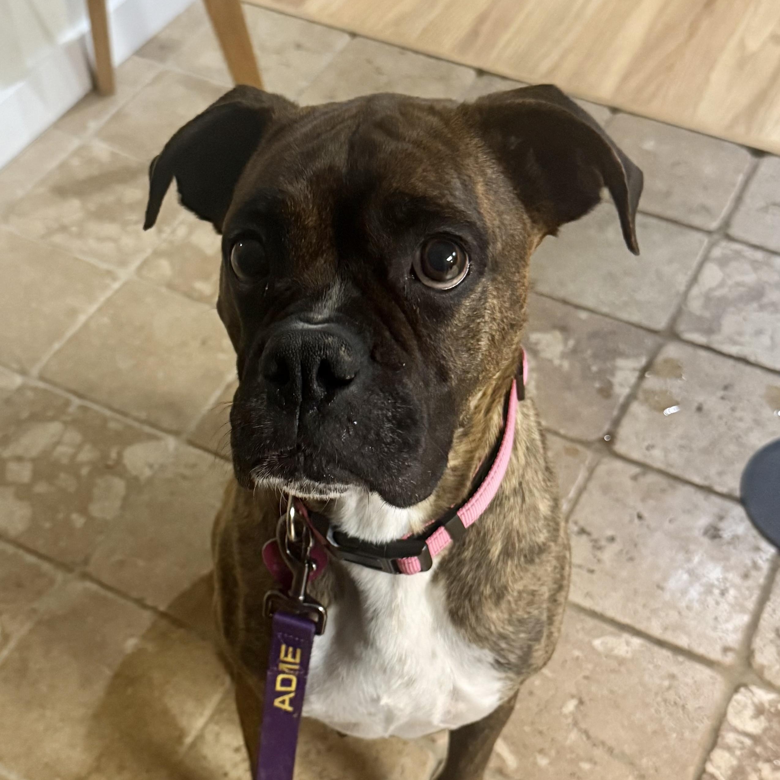 Enlarge Penny, a ADOPTABLE mixed breed in Pleasanton, CA image 5/6