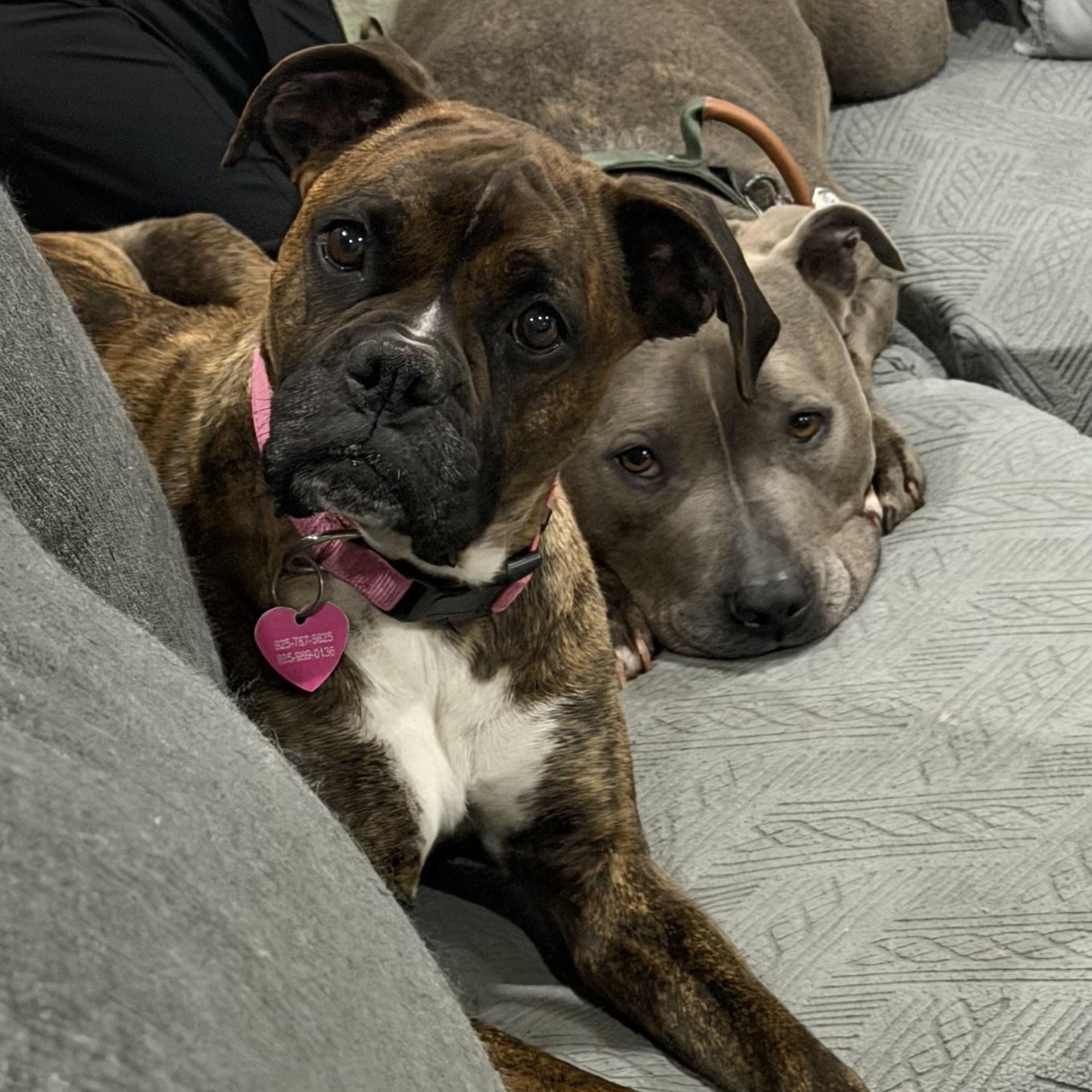 Enlarge Penny, a ADOPTABLE mixed breed in Pleasanton, CA image 3/6