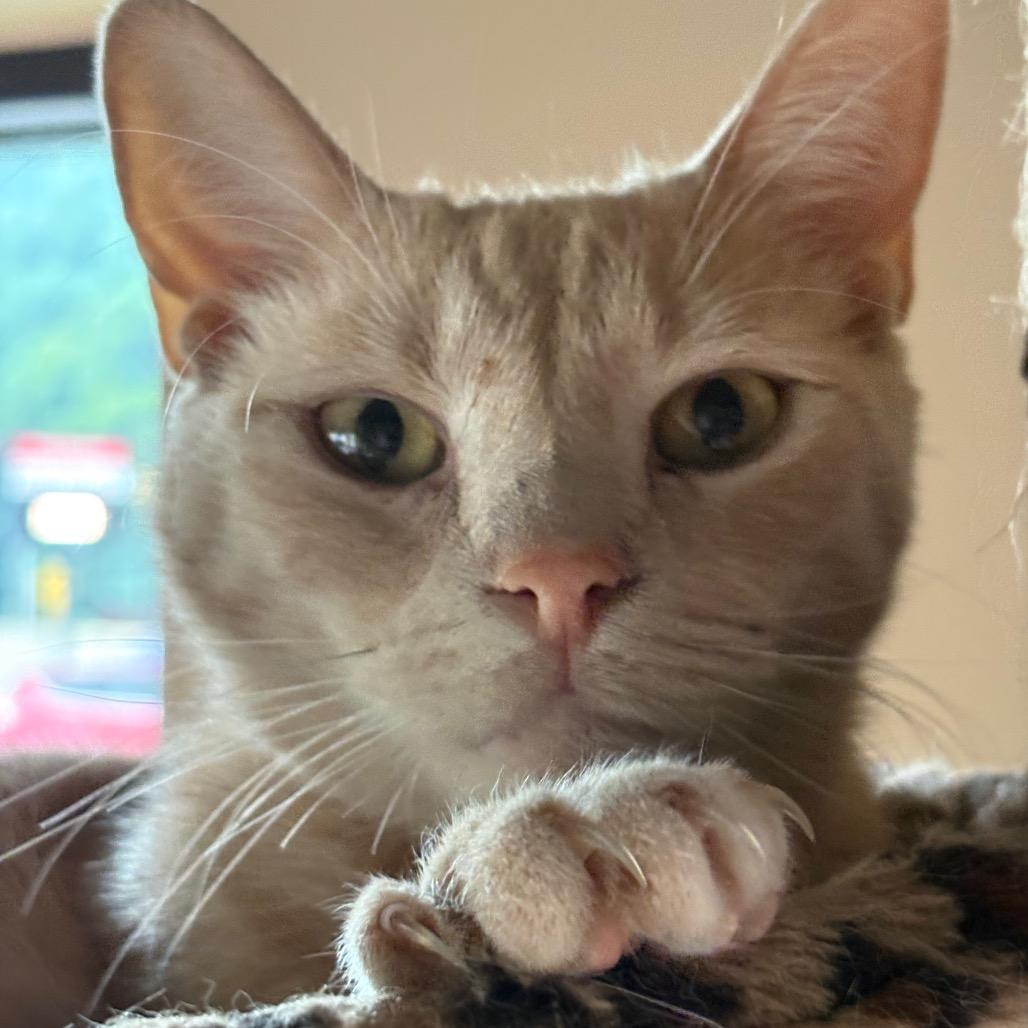 Enlarge Bean, a Adoptable Domestic Short Hair in Johnstown, PA image 1/5
