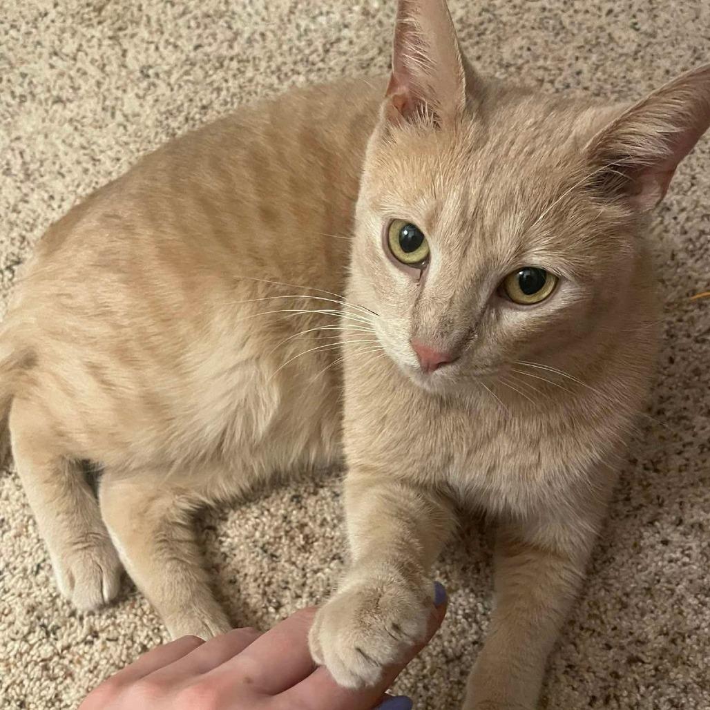 Bean, Adoptable, Adult Male Domestic Short Hair.