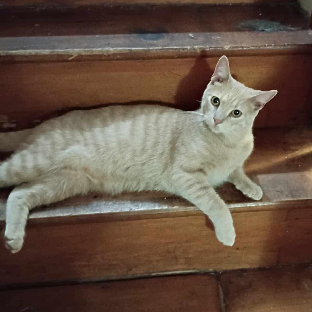 Bean, Adoptable, Adult Male Domestic Short Hair.