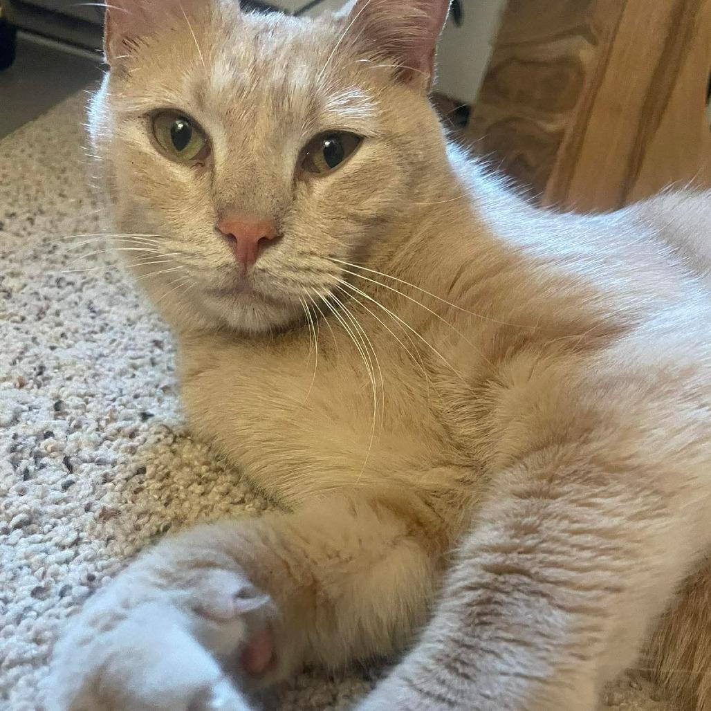 Bean, a Adoptable Domestic Short Hair in Johnstown, PA image 3/3
