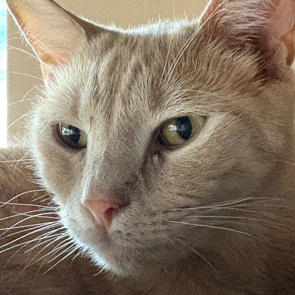 Enlarge Bean, a Adoptable Domestic Short Hair in Johnstown, PA image 5/5