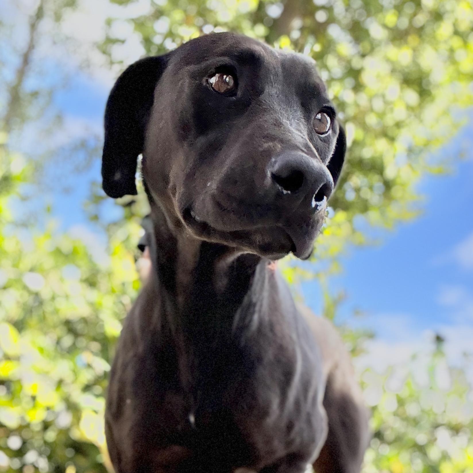 Miracle, a Adoptable mixed breed in Los Angeles, CA image 1/6