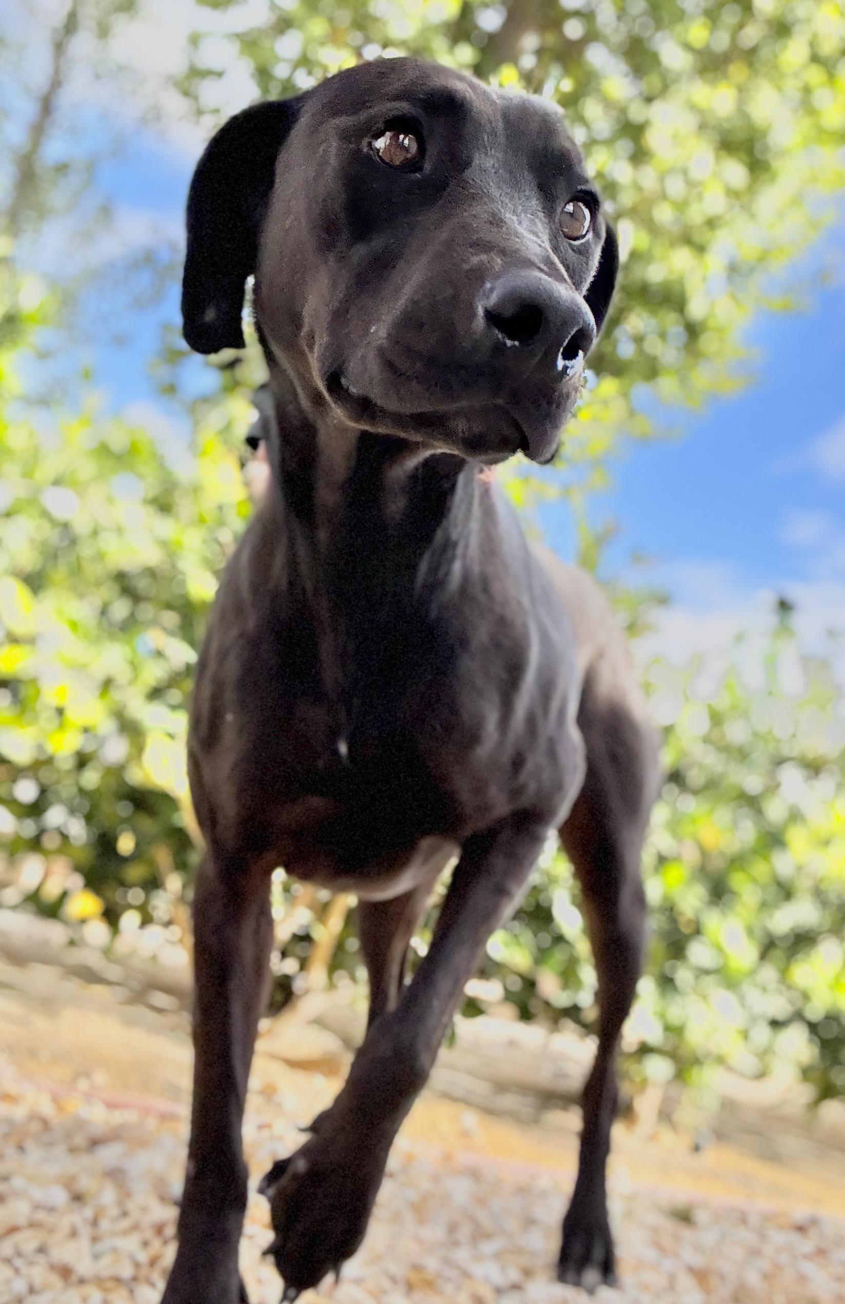 Enlarge Miracle, a Adoptable mixed breed in Los Angeles, CA image 3/6