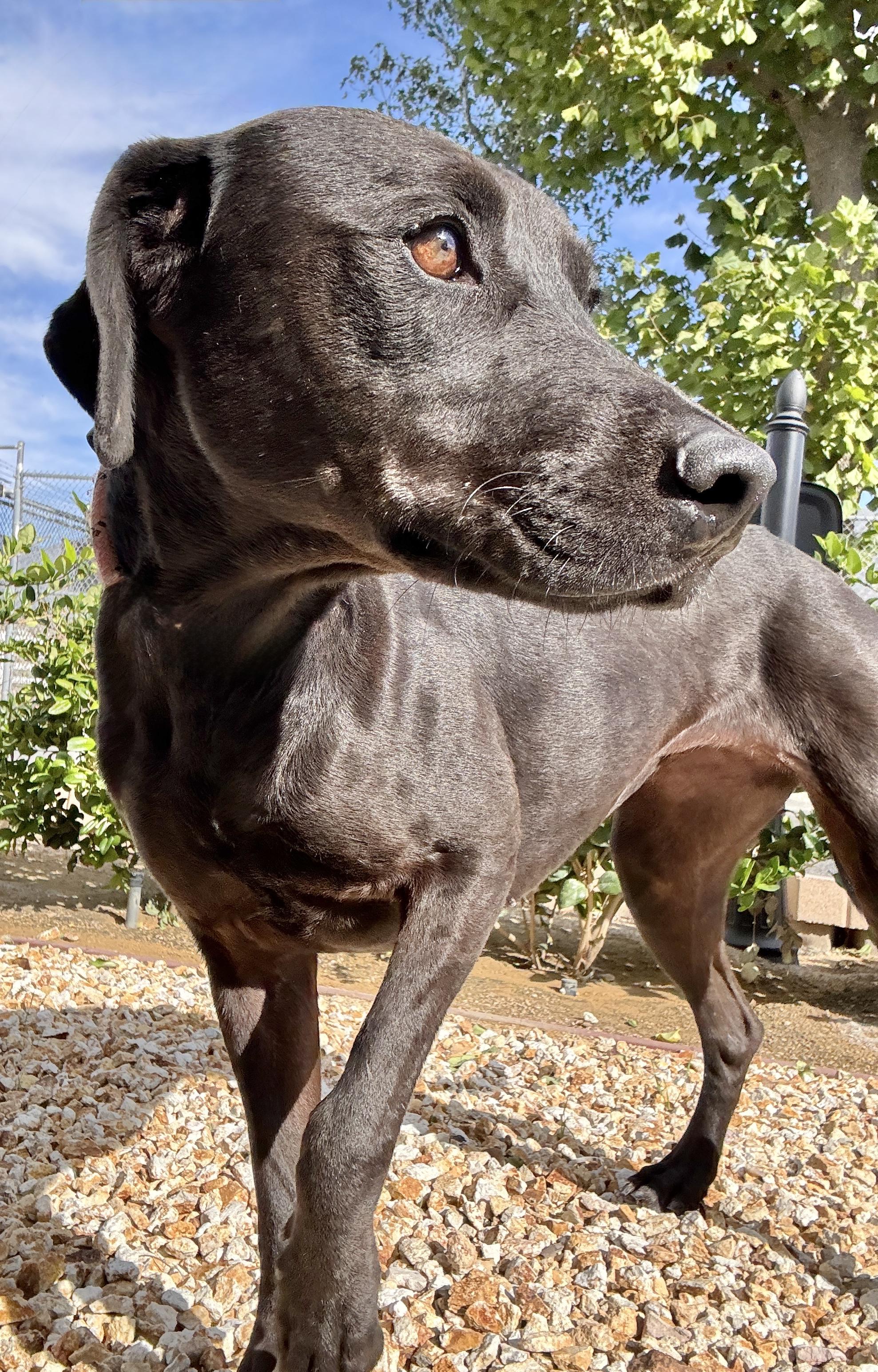 Enlarge Miracle, a Adoptable mixed breed in Los Angeles, CA image 4/6