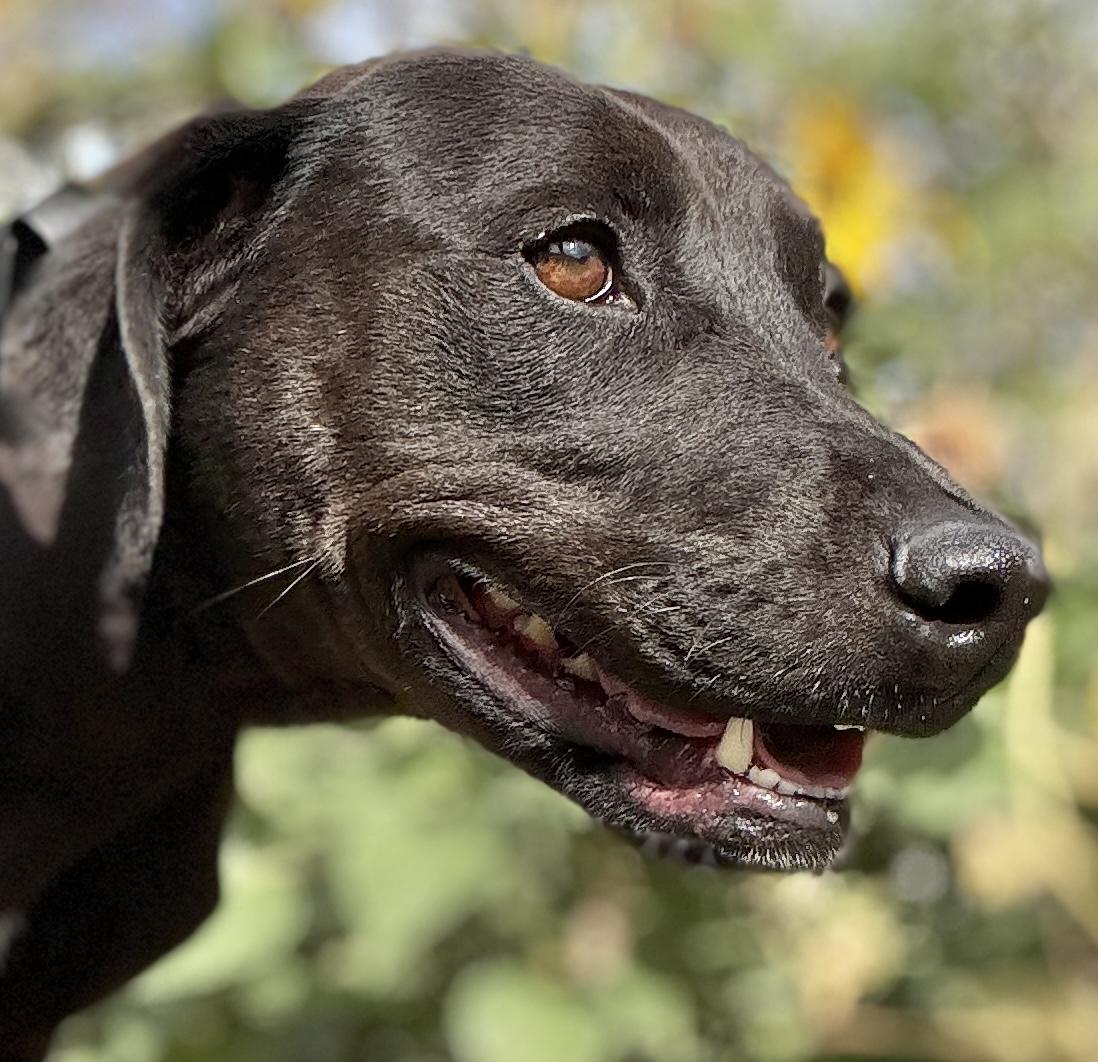 Miracle, Adoptable, Young Female Labrador Retriever.