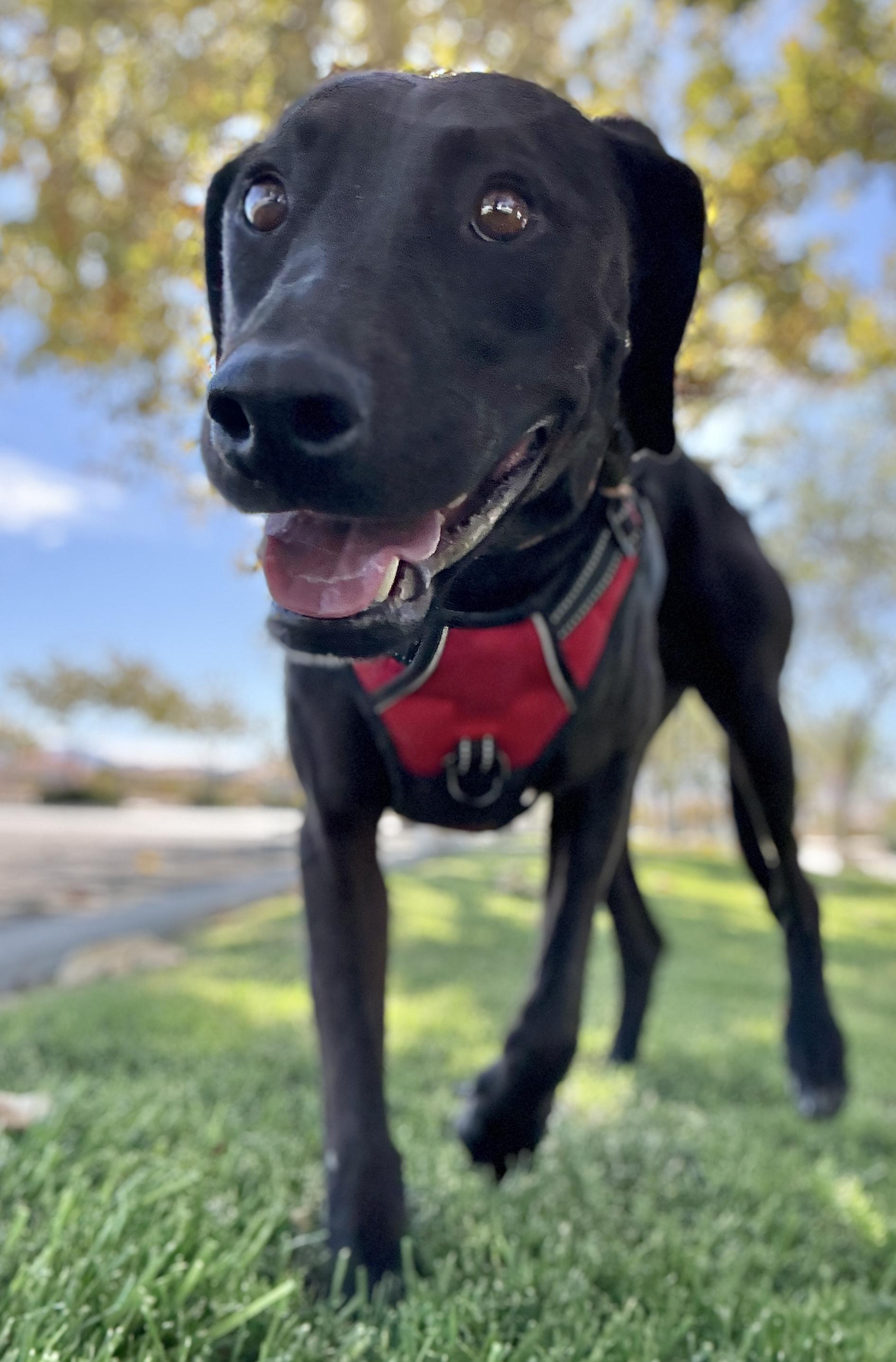 Enlarge Miracle, a Adoptable mixed breed in Los Angeles, CA image 5/6